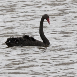 Cygnus atratus at Gungahlin, ACT - 3 Nov 2017 10:29 AM