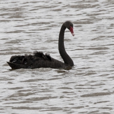 Cygnus atratus (Black Swan) at Mulligans Flat - 2 Nov 2017 by AlisonMilton