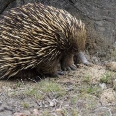 Tachyglossus aculeatus (Short-beaked Echidna) at Mulligans Flat - 3 Nov 2017 by AlisonMilton