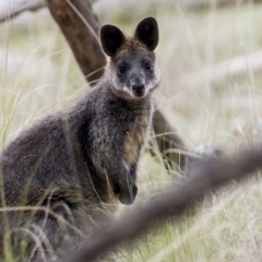 Wallabia bicolor (Swamp Wallaby) at Gungahlin, ACT - 3 Nov 2017 by Alison Milton