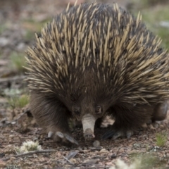 Tachyglossus aculeatus (Short-beaked Echidna) at Mulligans Flat - 3 Nov 2017 by AlisonMilton