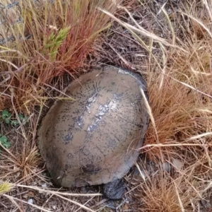 Chelodina longicollis at Gungahlin, ACT - 3 Nov 2017