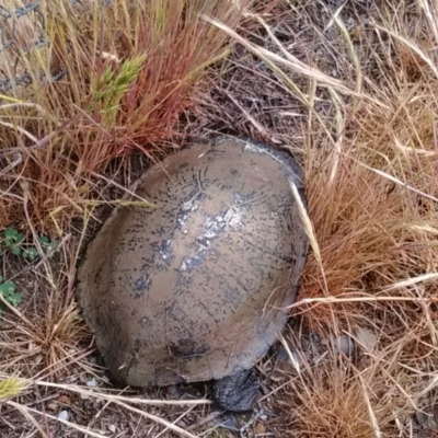 Chelodina longicollis (Eastern Long-necked Turtle) at Mulligans Flat - 3 Nov 2017 by cf17