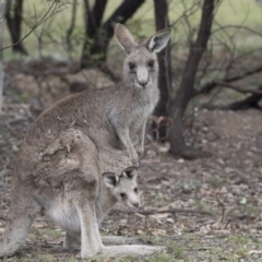 Macropus giganteus (Eastern Grey Kangaroo) at Mulligans Flat - 3 Nov 2017 by AlisonMilton