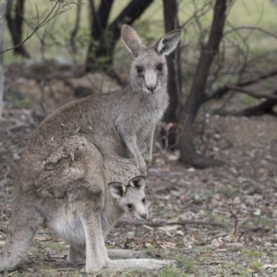 Macropus giganteus (Eastern Grey Kangaroo) at Forde, ACT - 3 Nov 2017 by AlisonMilton