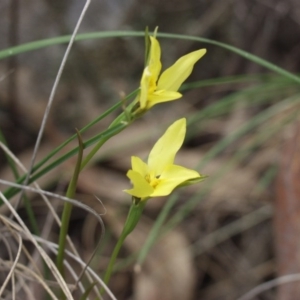 Diuris chryseopsis at Illilanga & Baroona - 11 Oct 2003