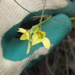 Diuris chryseopsis at Illilanga & Baroona - 11 Oct 2003