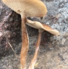 Lentinus arcularius at Paddys River, ACT - 3 Nov 2017