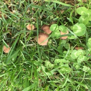 Panaeolus sp. at Gordon, ACT - 3 Nov 2017 08:26 PM