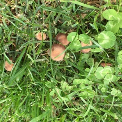 Panaeolus sp. (Panaeolus) at Gordon, ACT - 3 Nov 2017 by JC