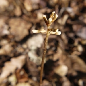 Gastrodia sp. at Barton, ACT - suppressed