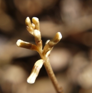 Gastrodia sp. at Barton, ACT - suppressed