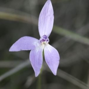 Glossodia major at Illilanga & Baroona - 30 Oct 2009