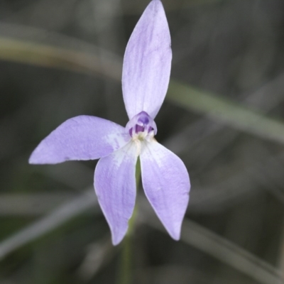 Glossodia major (Wax Lip Orchid) at Michelago, NSW - 30 Oct 2009 by Illilanga