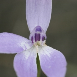 Glossodia major at Illilanga & Baroona - 30 Oct 2009