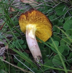 Phylloporus sp. (Phylloporus sp.) at Michelago, NSW - 30 Jan 2015 by Illilanga