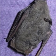 Nyctophilus sp. (genus) (A long-eared bat) at Illilanga & Baroona - 5 May 2015 by Illilanga