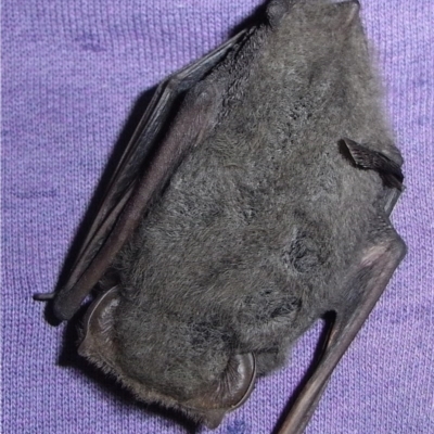 Nyctophilus sp. (genus) (A long-eared bat) at Michelago, NSW - 5 May 2015 by Illilanga