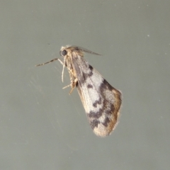 Anestia (genus) (A tiger moth) at Conder, ACT - 9 Mar 2015 by michaelb