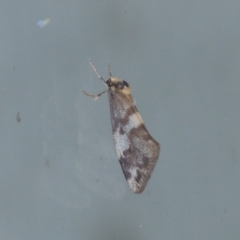Anestia (genus) at Conder, ACT - 9 Mar 2015
