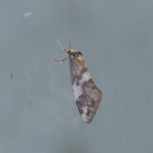 Anestia (genus) at Conder, ACT - 9 Mar 2015