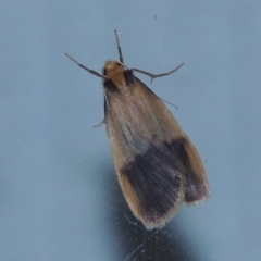 Threnosia heminephes (Halved Footman) at Conder, ACT - 9 Mar 2015 by MichaelBedingfield