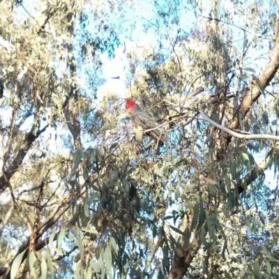 Callocephalon fimbriatum (Gang-gang Cockatoo) at Majura, ACT - 4 Nov 2017 by WalterEgo