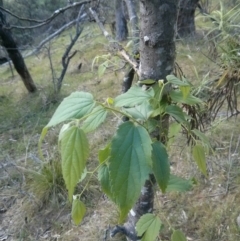 Celtis australis (Nettle Tree) at Majura, ACT - 3 Nov 2017 by WalterEgo