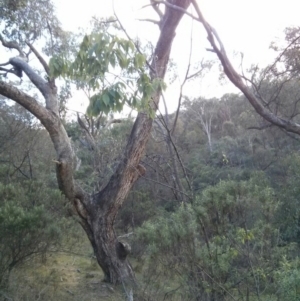 Celtis australis at Majura, ACT - 4 Nov 2017