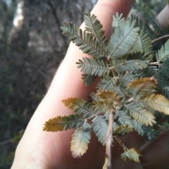 Acacia baileyana (Cootamundra Wattle, Golden Mimosa) at Mount Ainslie - 3 Nov 2017 by WalterEgo