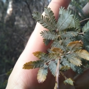 Acacia baileyana at Majura, ACT - 4 Nov 2017