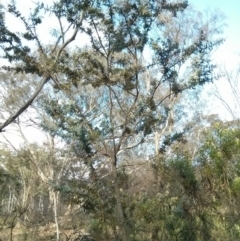 Acacia baileyana at Majura, ACT - 4 Nov 2017 07:29 AM