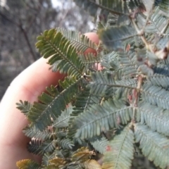 Acacia baileyana at Majura, ACT - 4 Nov 2017 07:29 AM