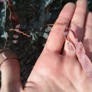 Acacia baileyana at Majura, ACT - 4 Nov 2017