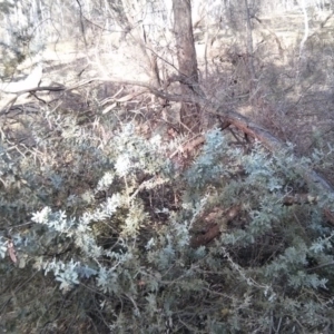 Acacia baileyana at Majura, ACT - 4 Nov 2017