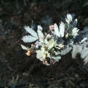 Acacia baileyana at Majura, ACT - 4 Nov 2017