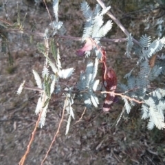 Acacia baileyana at Majura, ACT - 4 Nov 2017