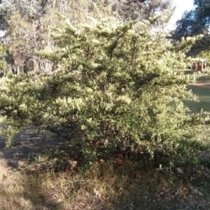 Pyracantha angustifolia at Hackett, ACT - 4 Nov 2017 08:04 AM