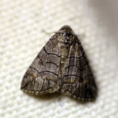 Dysbatus singularis (Dry-country Line-moth) at O'Connor, ACT - 16 Oct 2017 by ibaird