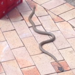 Pseudonaja textilis (Eastern Brown Snake) at Macarthur, ACT - 29 Oct 2017 by GeoffRobertson