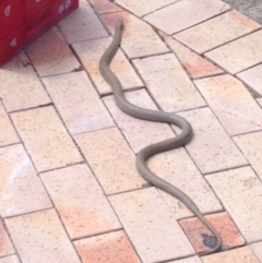 Pseudonaja textilis (Eastern Brown Snake) at Macarthur, ACT - 28 Oct 2017 by GeoffRobertson