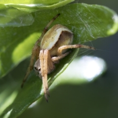 Unidentified Orb-weaving spider (several families) (TBC) at Higgins, ACT - 3 Nov 2017 by Alison Milton
