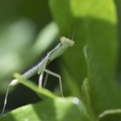 Mantodea (order) (Unidentified praying mantis) at Higgins, ACT - 4 Nov 2017 by AlisonMilton