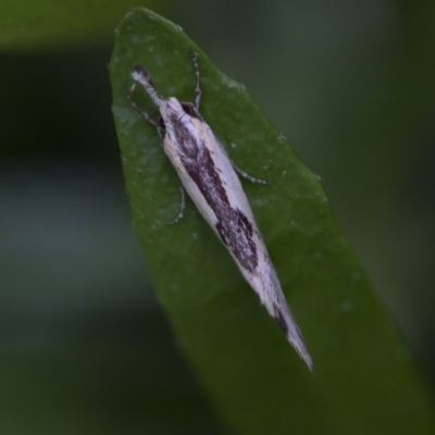 Thema macroscia (A concealer moth) at Higgins, ACT - 4 Nov 2017 by AlisonMilton
