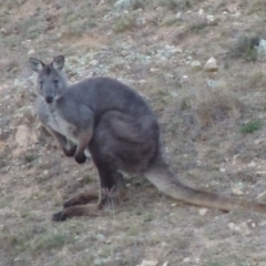 Osphranter robustus (Wallaroo) at Rob Roy Range - 3 Nov 2017 by michaelb