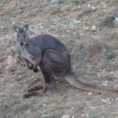 Osphranter robustus robustus (Eastern Wallaroo) at Rob Roy Range - 3 Nov 2017 by michaelb