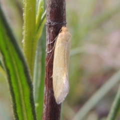 Microbela allocoma (A concealer moth) at Conder, ACT - 24 Oct 2017 by michaelb