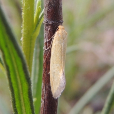 Microbela allocoma (A concealer moth) at Conder, ACT - 24 Oct 2017 by michaelb