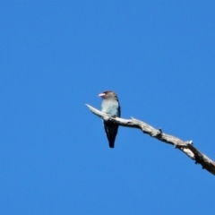 Eurystomus orientalis (Dollarbird) at Aranda Bushland - 4 Nov 2017 by CathB