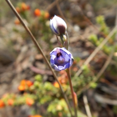 Thelymitra juncifolia (Dotted Sun Orchid) at Aranda, ACT - 4 Nov 2017 by CathB
